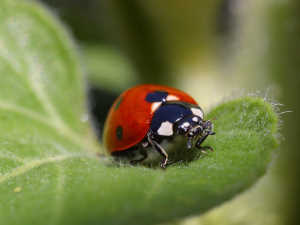 Ladybug in Ephesus