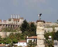 Storks of Ephesus on the column of Artemis Temple