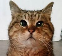 Gli the Hagia Sophia Cat Article