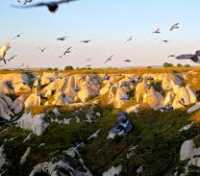 Birds flying over Cappadocia