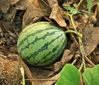 Watermelons in Turkey