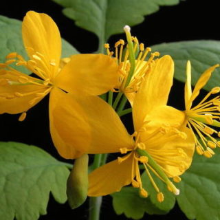 Greater Celandine