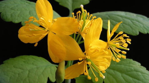 Greater Celandine