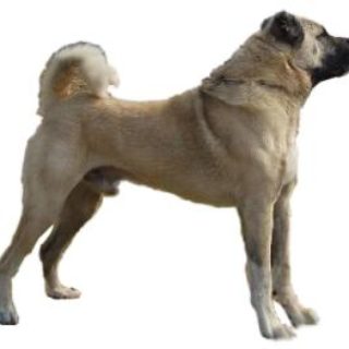 Sivas Kangal