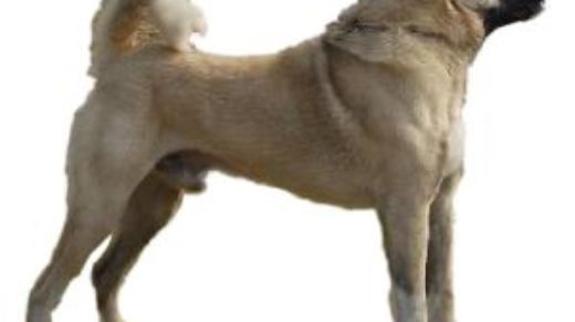 Sivas Kangal