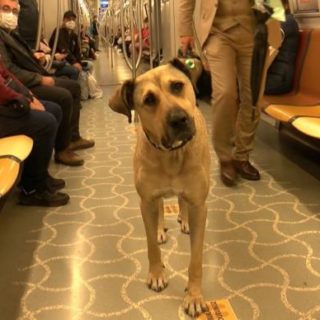 Boji The Wandering Dog Of Istanbul in Subway
