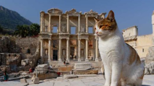 Cat posing in front of Celsus Library of Ephesus