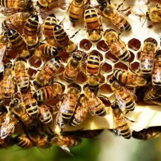 Amazing Turkish Honey