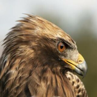 Turkish Forest Eagle - Migratory Birds of Turkey